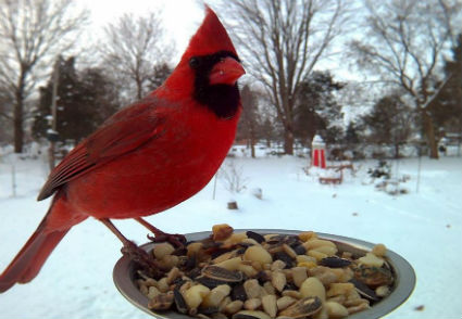 cardinal .jpg